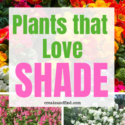 Shade Plants