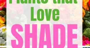 Shade Plants