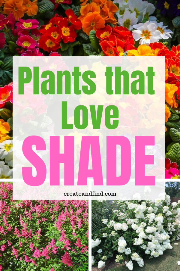 Shade Plants