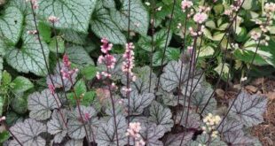 Shade Plants