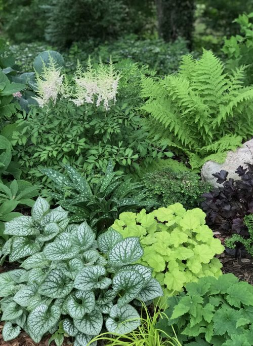 Shade Plants Best Options for Low-Light Garden Areas