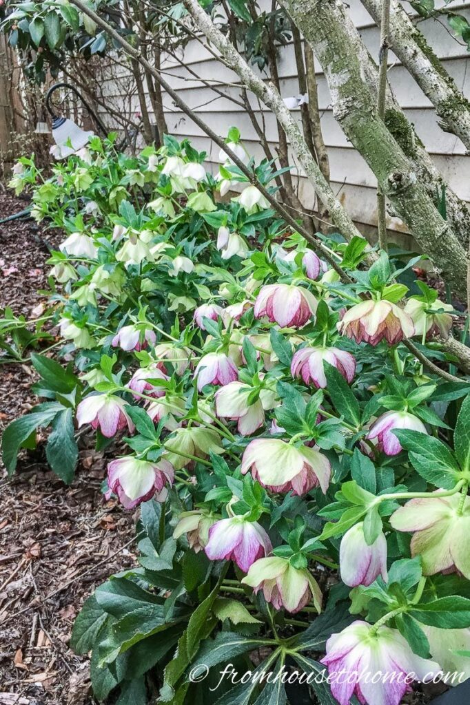 Shade Plants