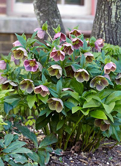 Shade Plants