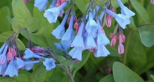 Shade Plants