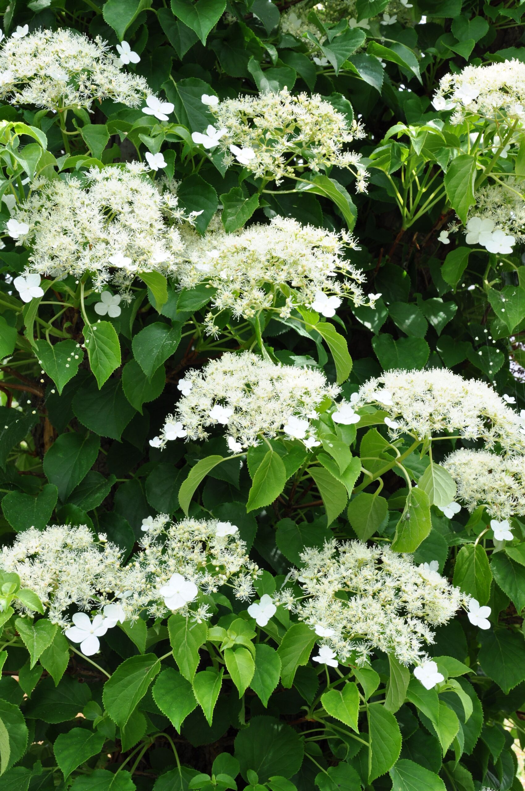 Shade Plants the Perfect Solution for Shady Spaces