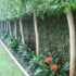 Simple Backyard Landscaping Fence