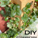 Strawberry Planter Ideas