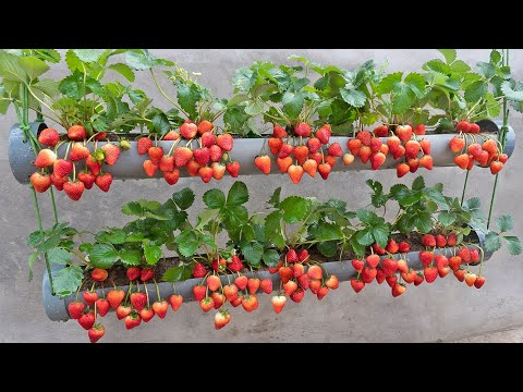 Strawberry Planter Ideas Creative Ways to Grow Strawberries in Small Spaces for a Bountiful Harvest