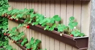 Strawberry Planter Ideas