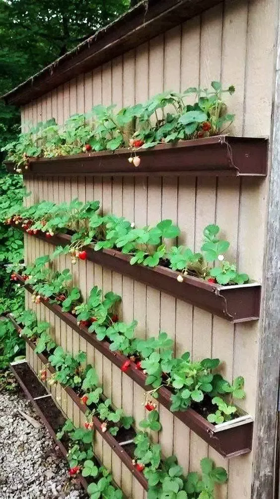 Strawberry Planter Ideas