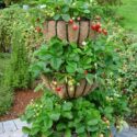 Strawberry Planter Ideas