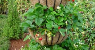 Strawberry Planter Ideas