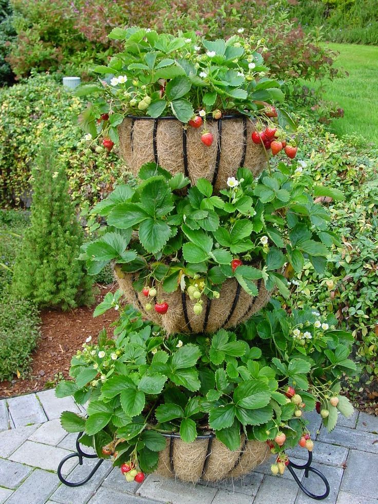 Strawberry Planter Ideas Unique Ways to Grow Strawberries Vertically in Small Spaces