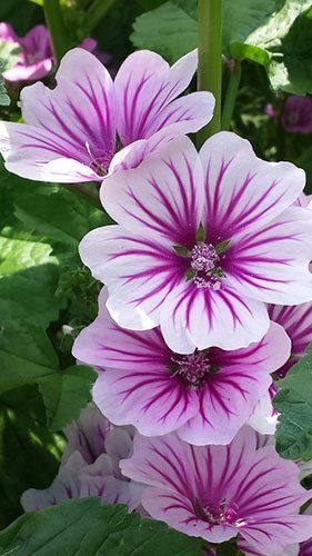 Summer Flowers: A Guide to Brightening Your Garden