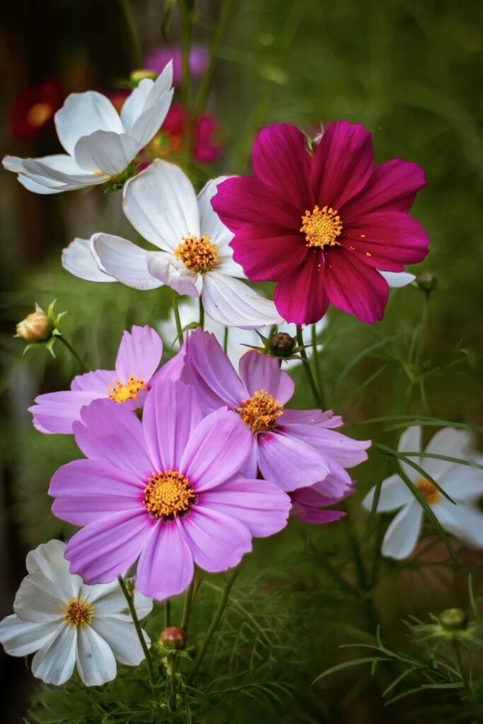 Summer Flowers