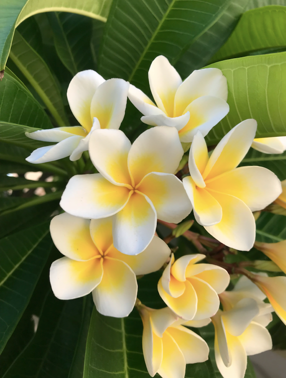 Summer Flowers blooming in vibrant colors