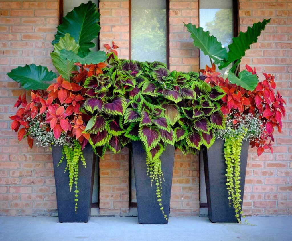 Tall Planter Ideas