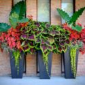 Tall Planter Ideas