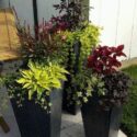 Tall Planter Ideas