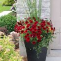 Tall Planter Ideas