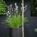 Tall Planter Ideas