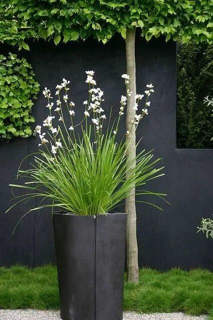 Tall Planter Ideas