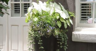 Tall Planters Front Door