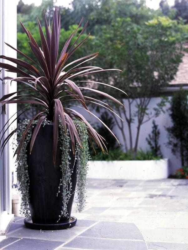 Tall Planters Front Door Stylish Solutions for Sprucing Up Your Home’s Entryway with Tall Planters