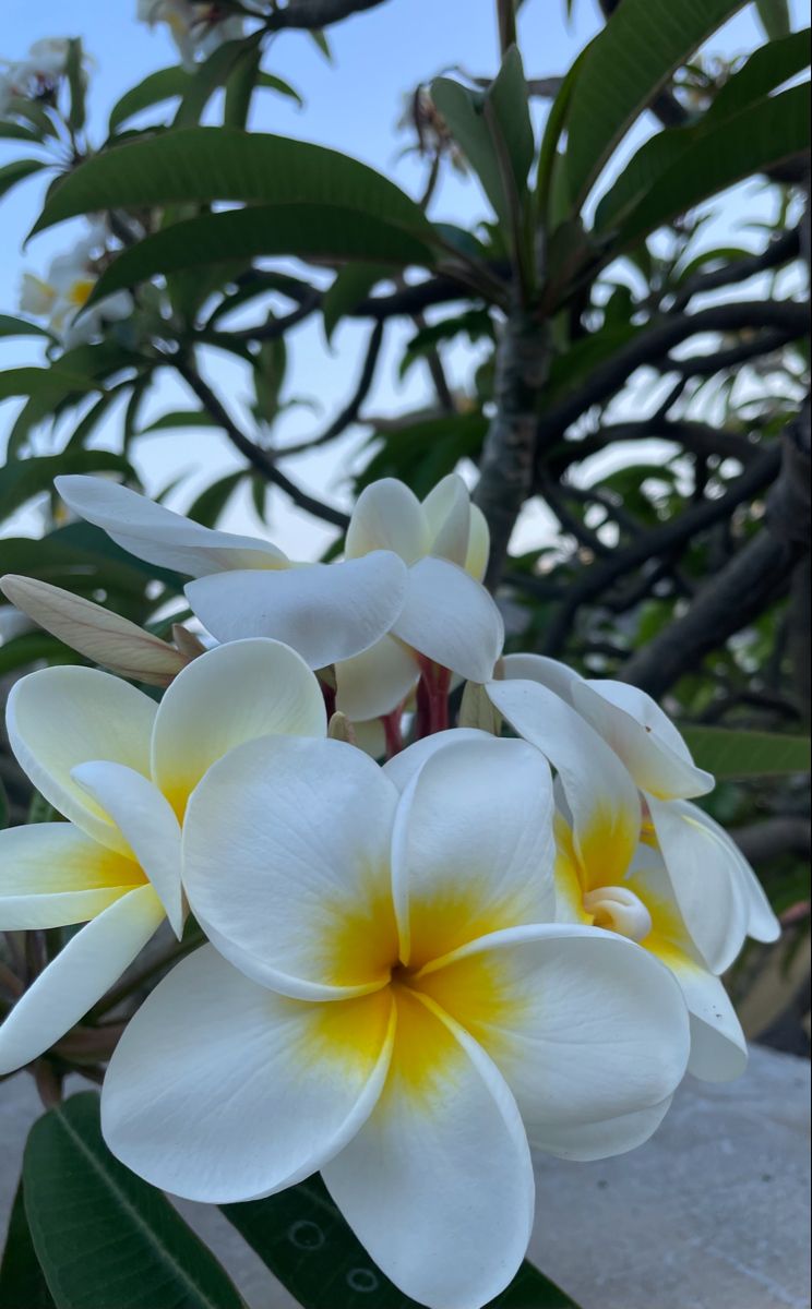 The Allure of Plumeria Flowers: A Guide to Growing and Caring for These Exotic Beauties