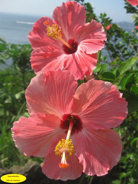 The Beauty and Benefits of Hibiscus Flowers: A Guide to Growing and Using this Tropical Plant
