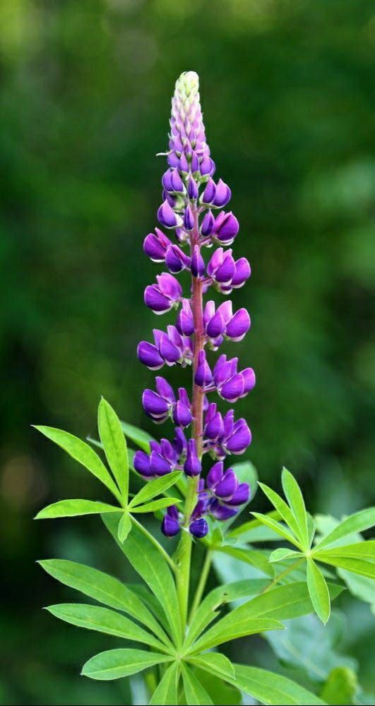 Lupine Flowers The Vibrant Wildflower that Brightens Up Gardens