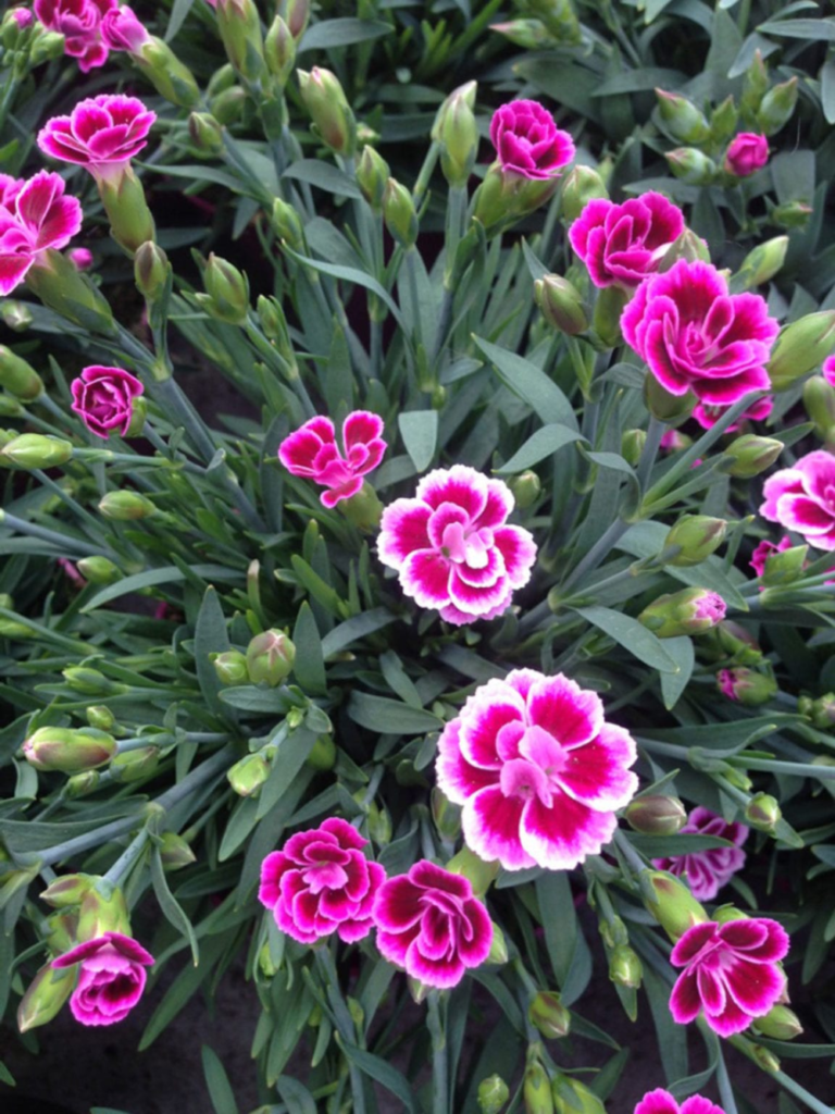 dianthus flowers