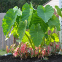 elephant ears plants