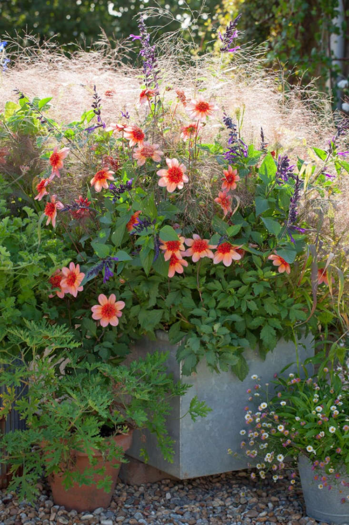 container gardening flowers