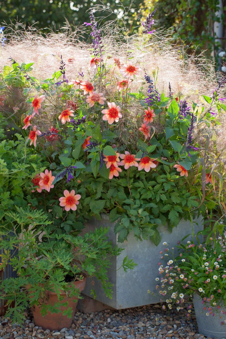 Transform Your Space with Container Gardening: Beautiful Flowers for Every Style