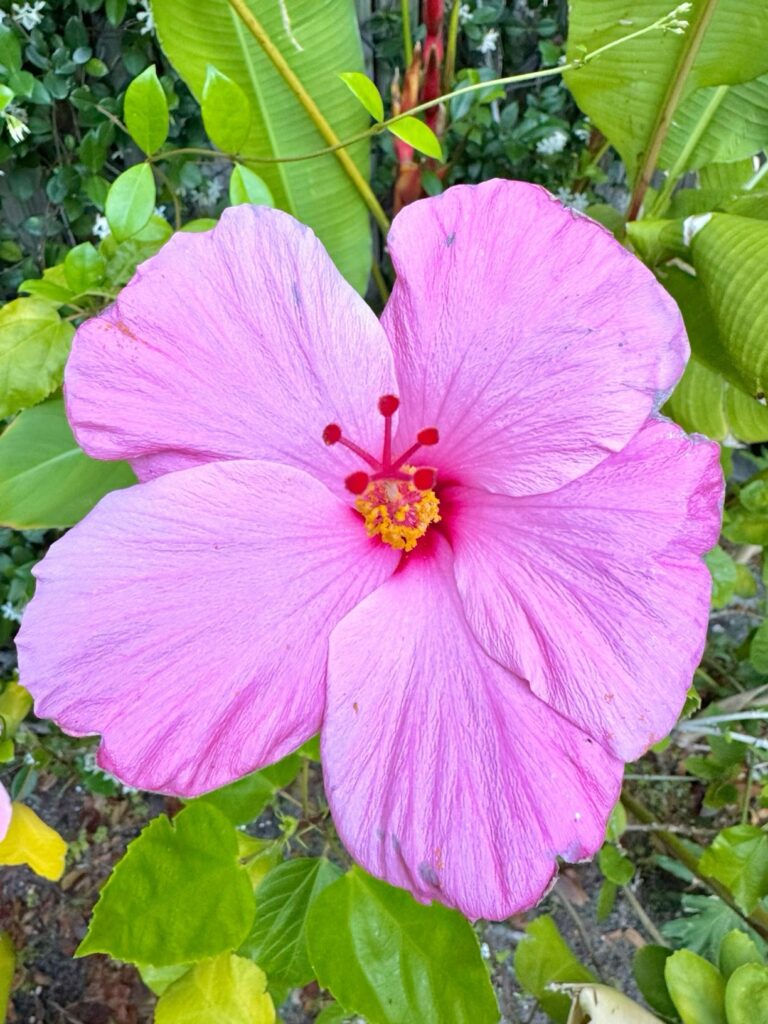 Tropical Flowers