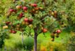 Vegetable Garden Design