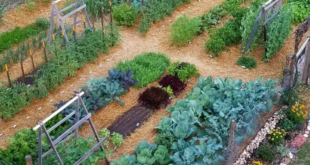 Vegetable Garden Design