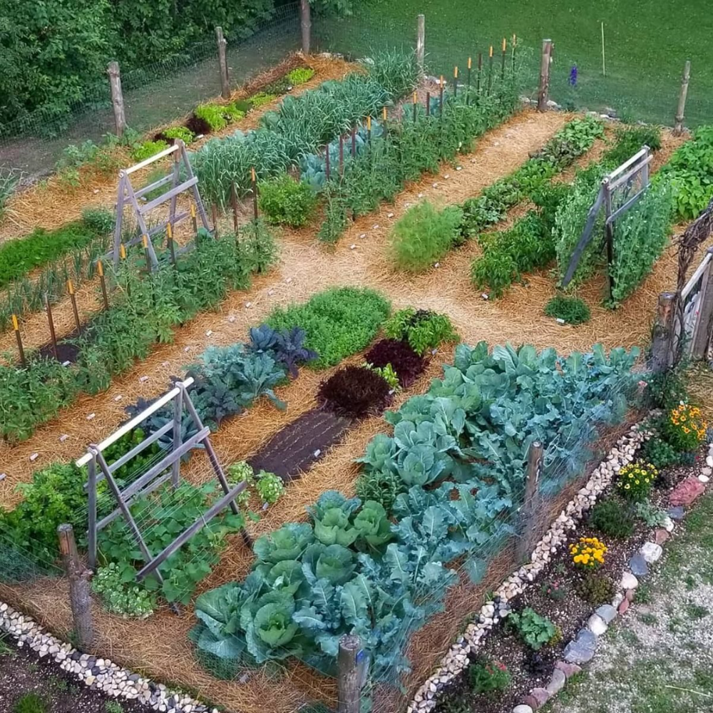 Vegetable Garden Design