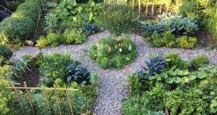 Vegetable Garden Design