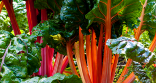 Vegetable Garden