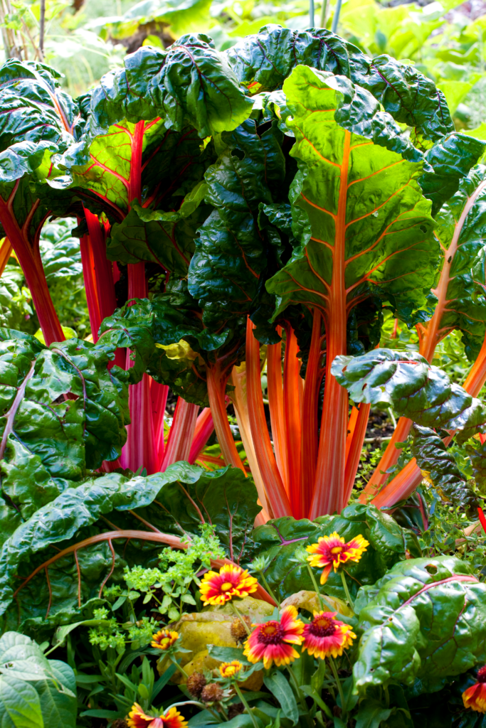 Vegetable Garden