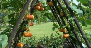 Vegetable Garden