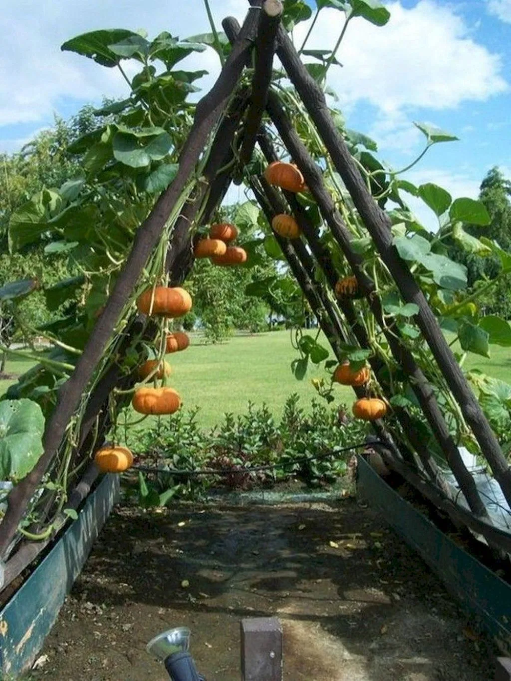 Vegetable Garden Growing Fresh Veggies in Your Backyard Patch