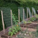 Vegetable Garden