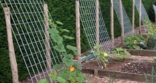 Vegetable Garden