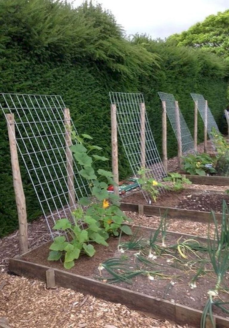 Vegetable Garden Growing Your Own Produce at Home with Fresh and Healthy Options