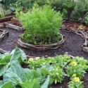 Vegetable Garden