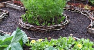 Vegetable Garden