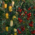 Vegetable Garden